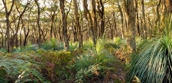Australian bushland with gumtrees and shrubs